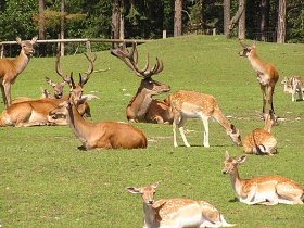 Wildpark Johannismühle