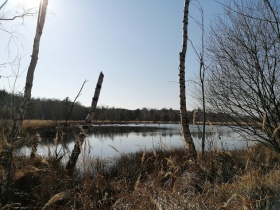 Moorlandschaft im Loben