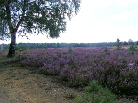 Quelle: Naturparkhaus Bad Liebenwerda, Foto: Dr. Björn Conrad